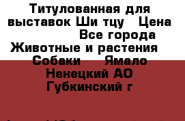 Титулованная для выставок Ши-тцу › Цена ­ 100 000 - Все города Животные и растения » Собаки   . Ямало-Ненецкий АО,Губкинский г.